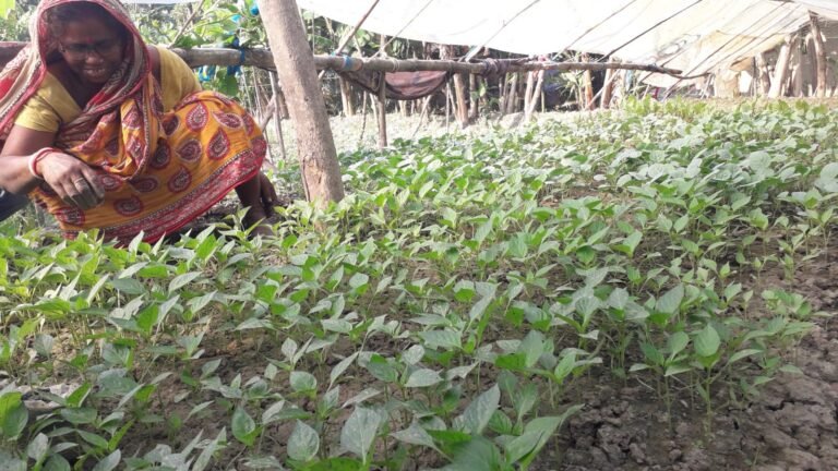 Nursery raising